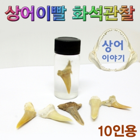 상어이빨 화석관찰 세트(10인용)